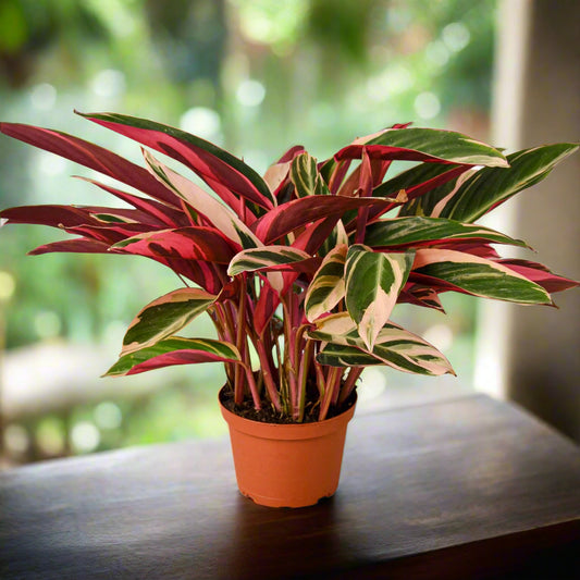 Stromanthe Triostar