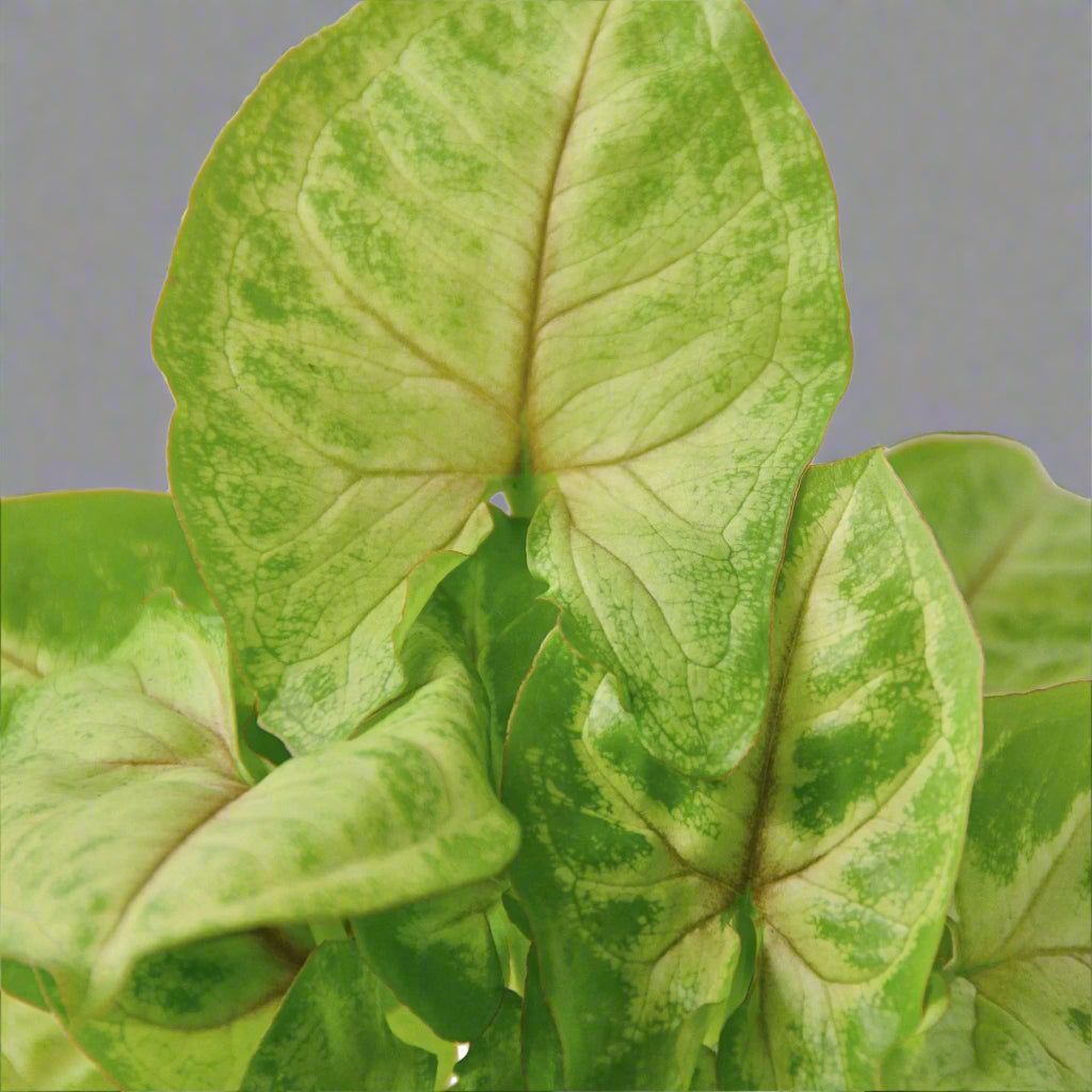 Syngonium Gold