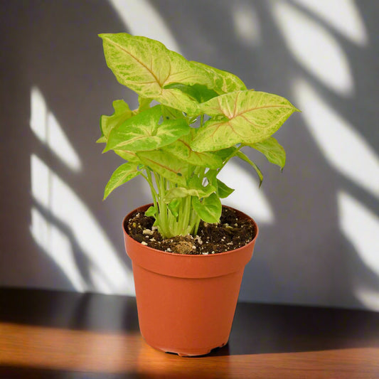Syngonium Gold