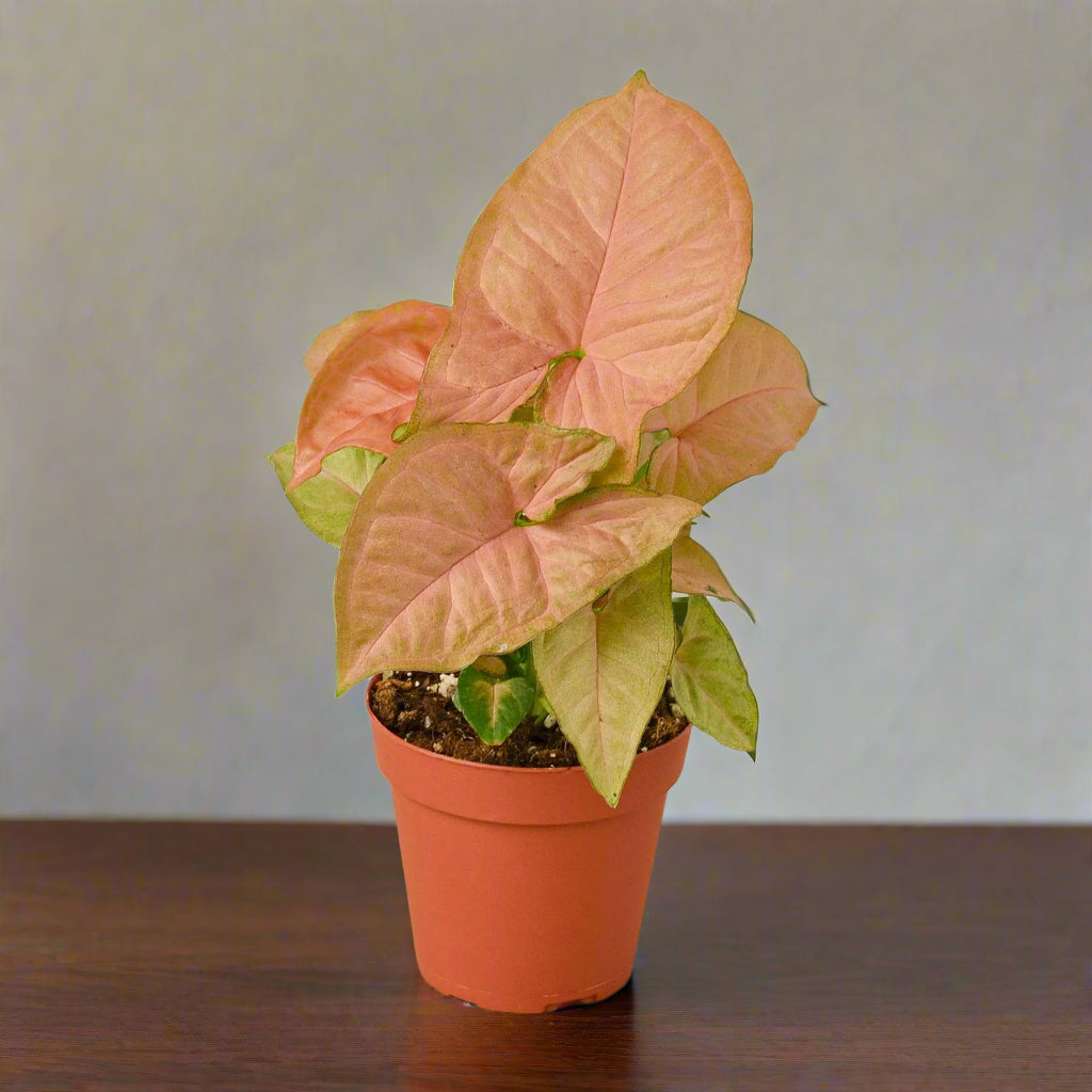 Syngonium Strawberry