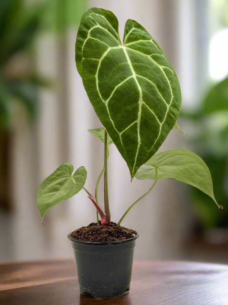 Anthurium Crystallinum