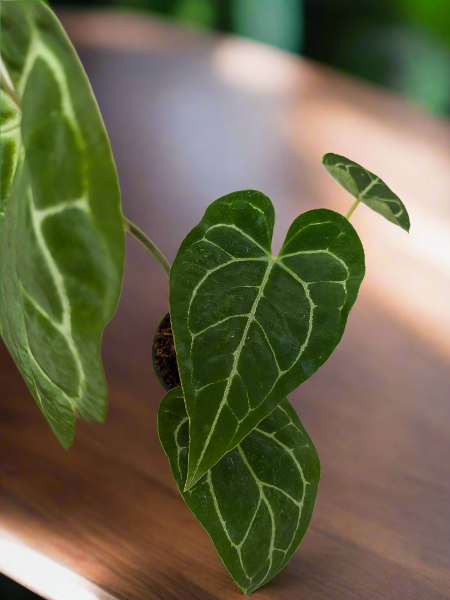 Anthurium Crystallinum