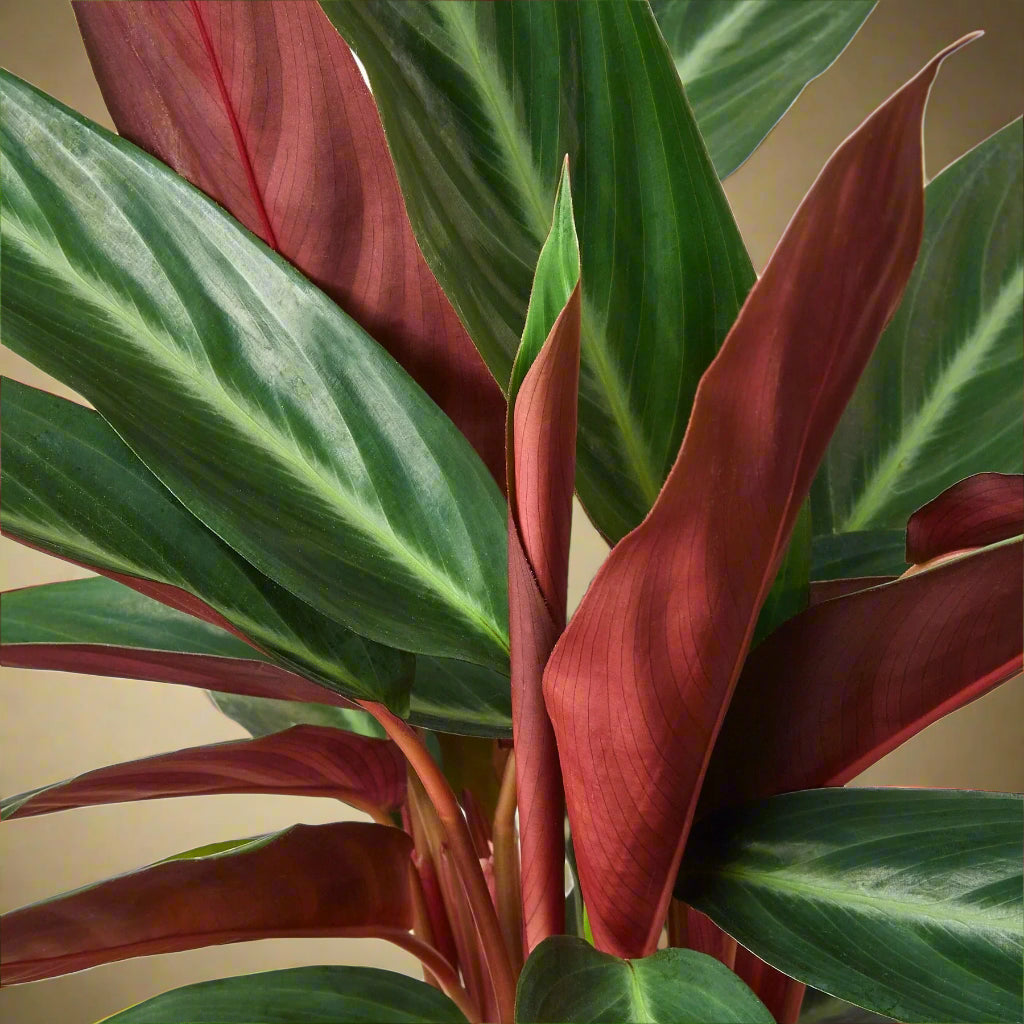 Stromanthe Sanguinea