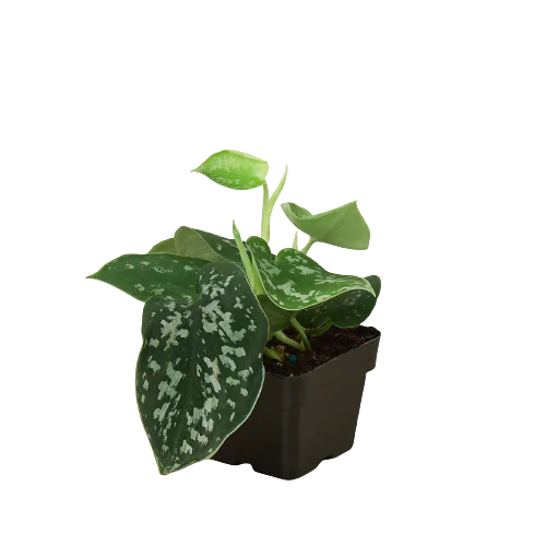 Pothos 'Satin' (Scindapsus)