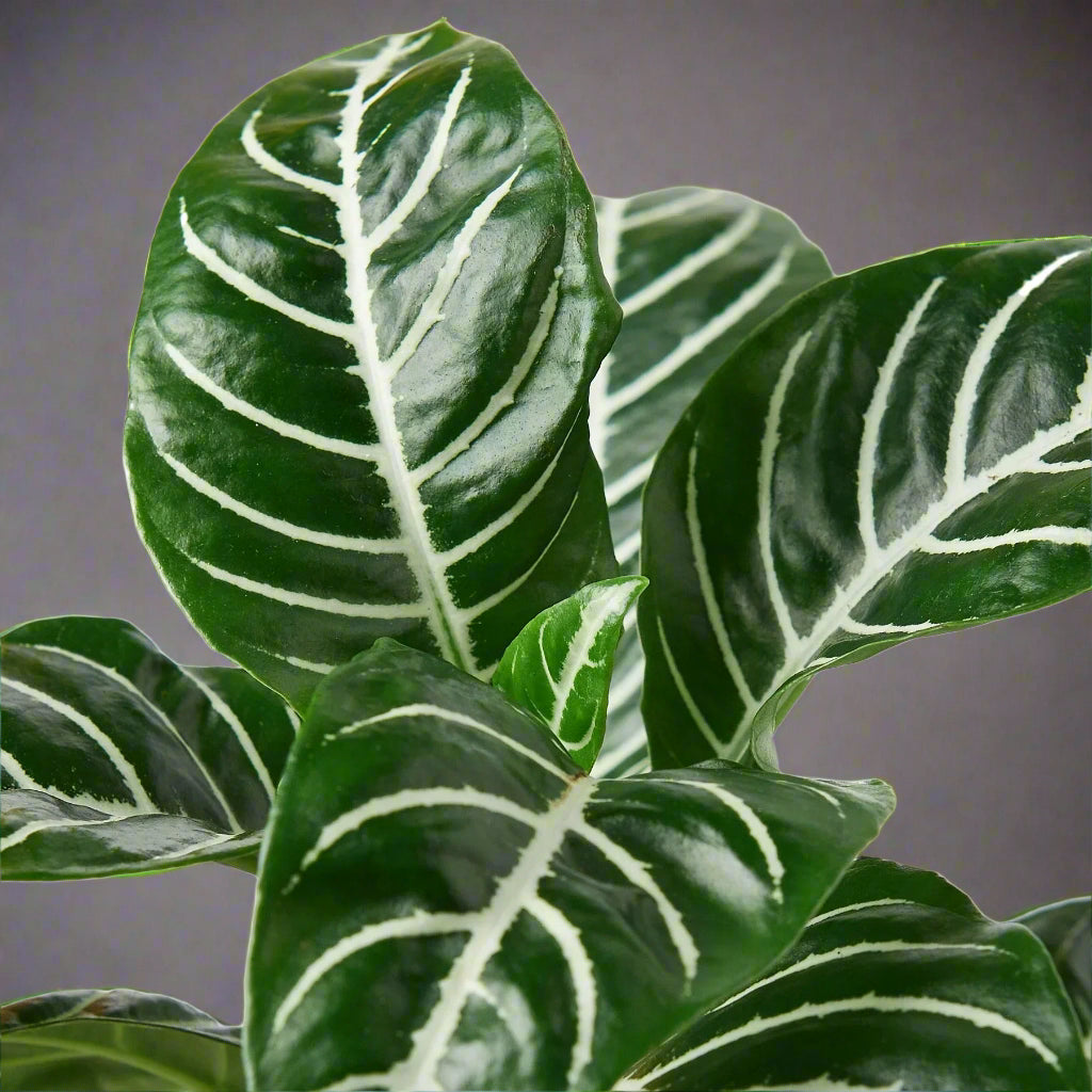 Zebra 'Aphelandra'