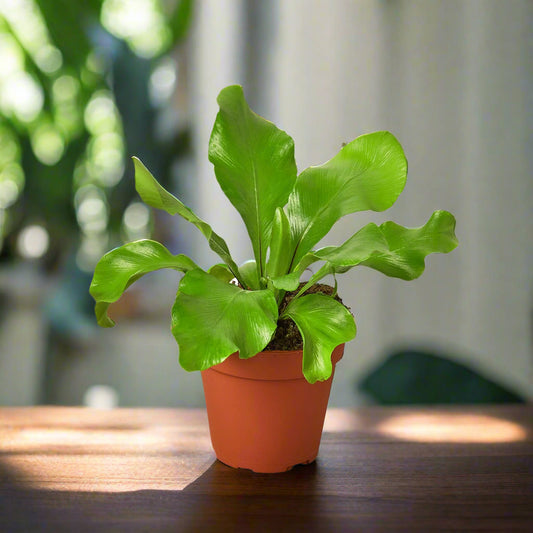 Bird's Nest 'Nidus' Fern