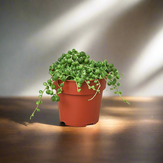 Succulent 'String of Pearls'