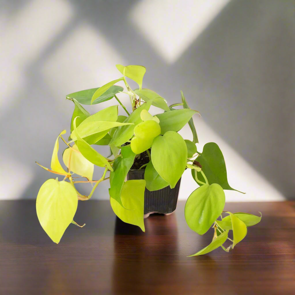 Philodendron 'Neon'