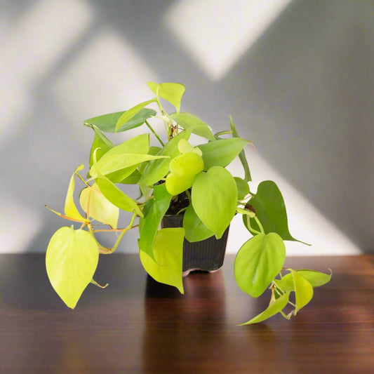 Philodendron 'Neon'