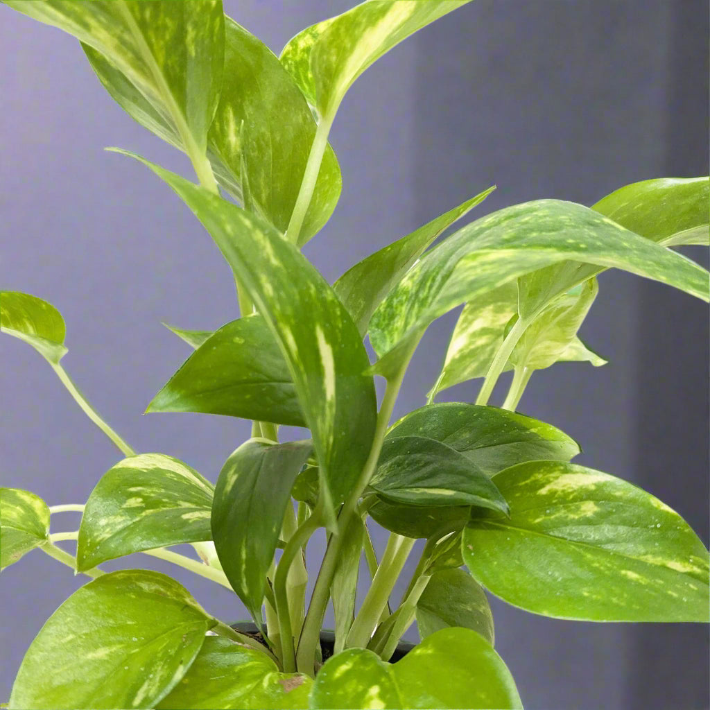 Pothos 'Golden'