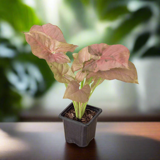 Syngonium Strawberry