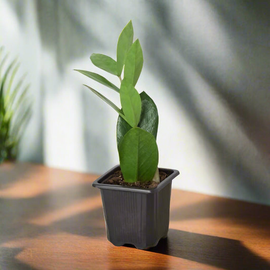 Zamioculcas Zamiifolia 'ZZ Plant'