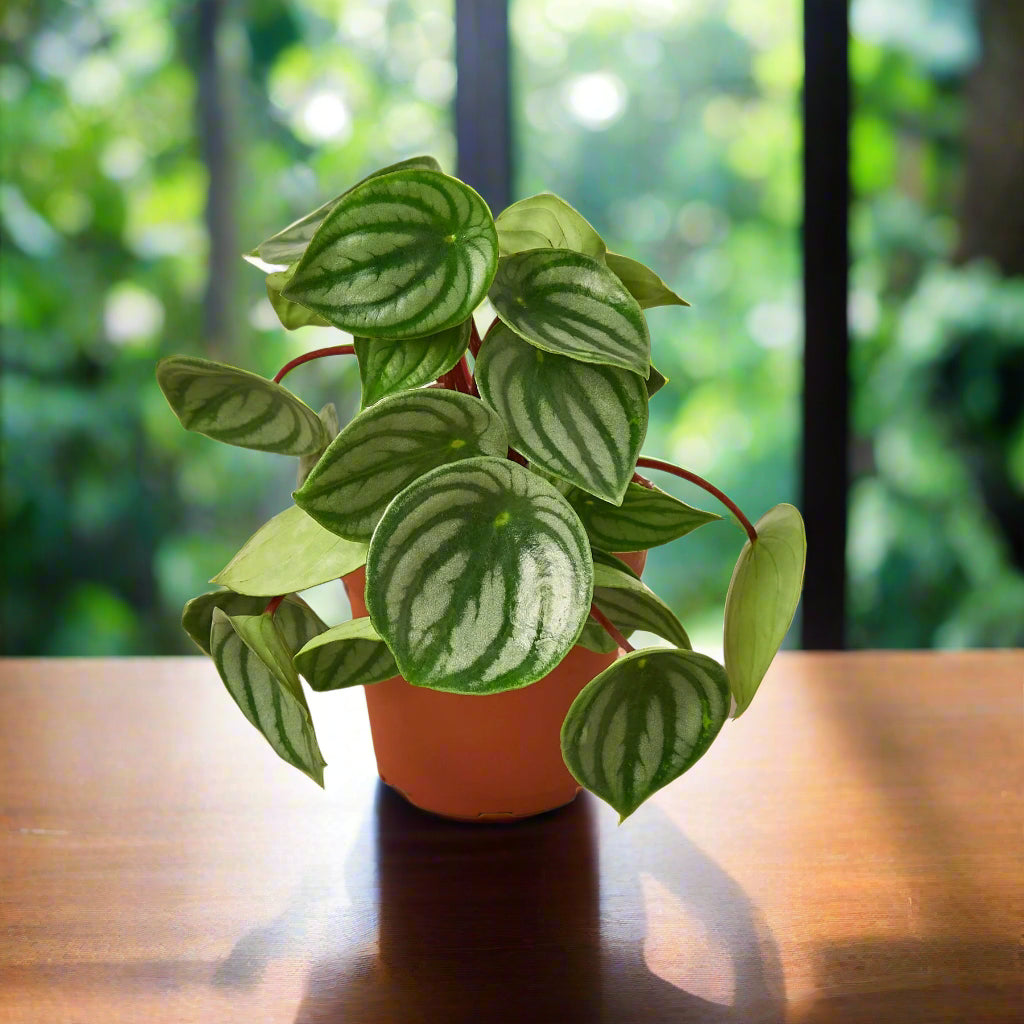 Peperomia Watermelon