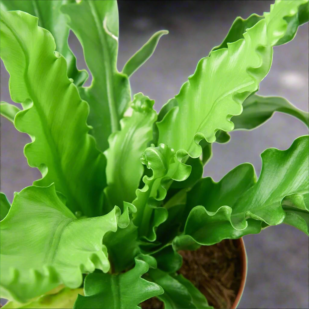 Bird’s Nest 'Victoria' Fern