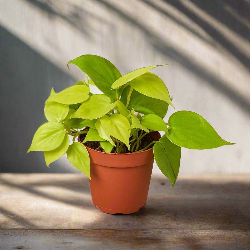 Philodendron 'Neon'