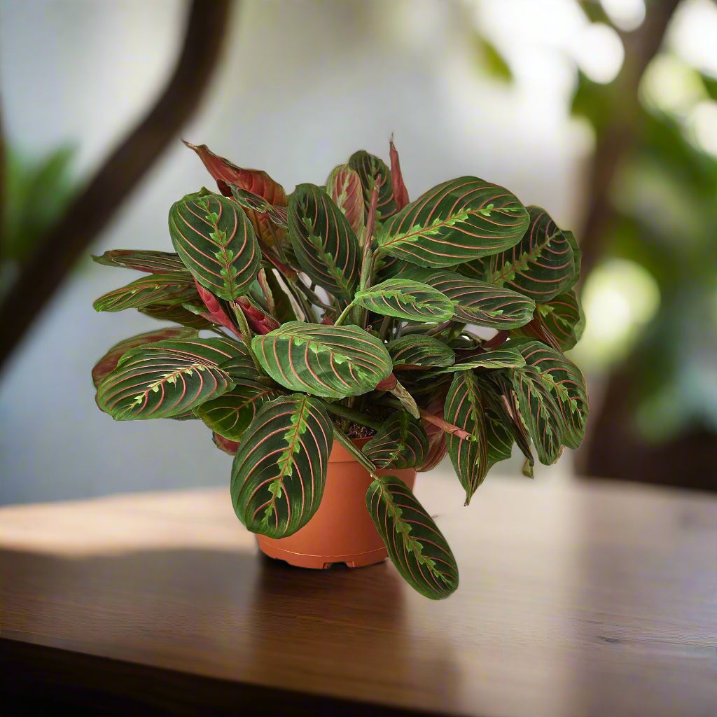 Maranta 'Red Prayer'