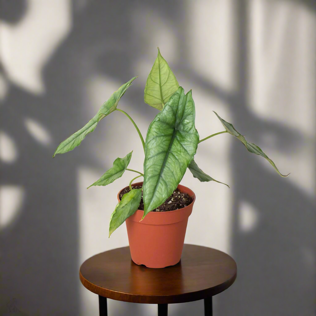 Alocasia 'Dragons Breath'