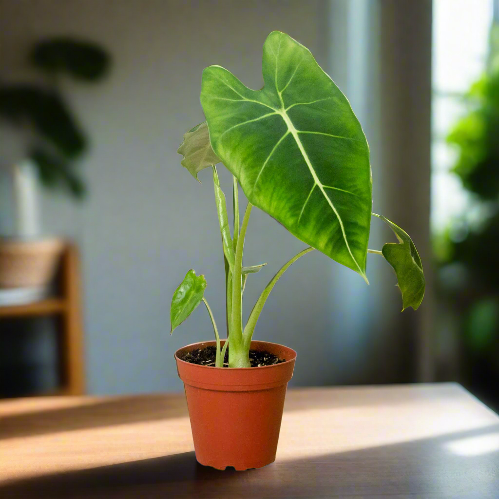 Alocasia Micholitziana 'Frydek'