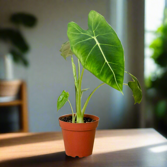 Alocasia Micholitziana 'Frydek'
