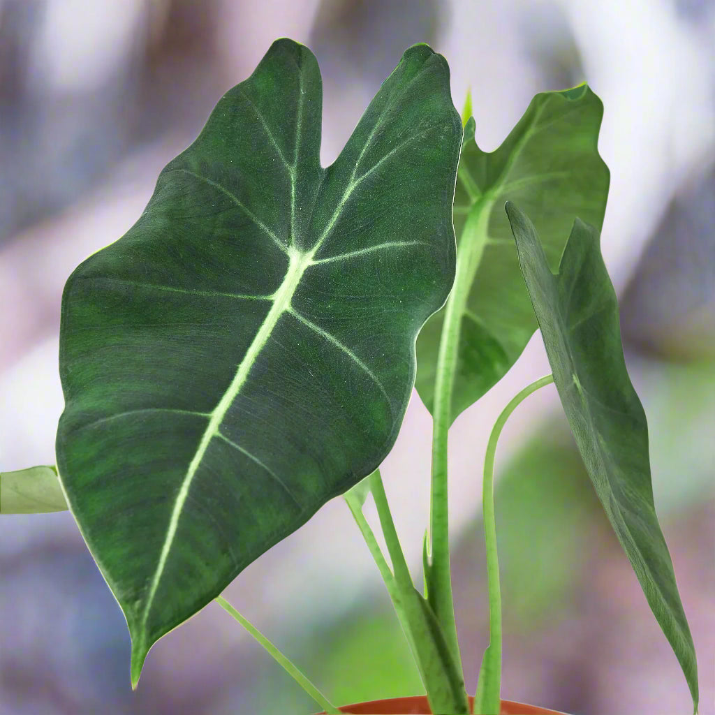 Alocasia Micholitziana 'Frydek'