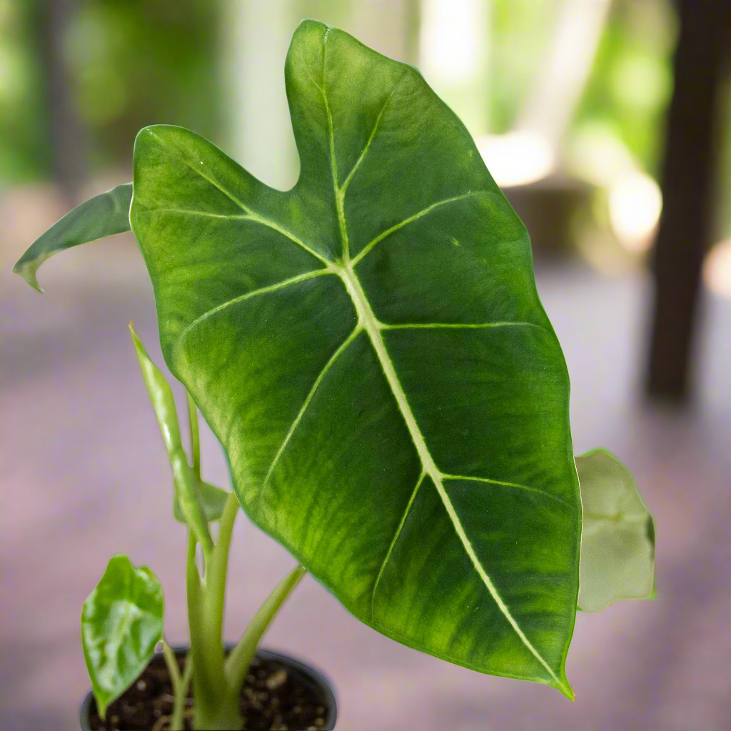 Alocasia Micholitziana 'Frydek'
