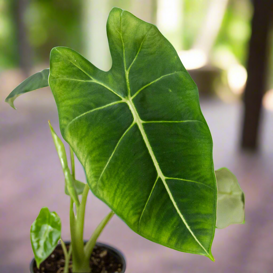 Alocasia Micholitziana 'Frydek'