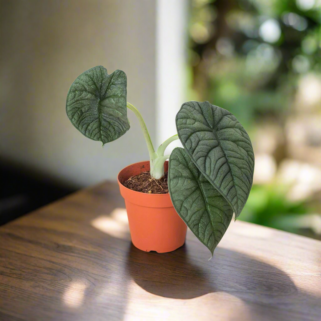 Alocasia 'Melo'