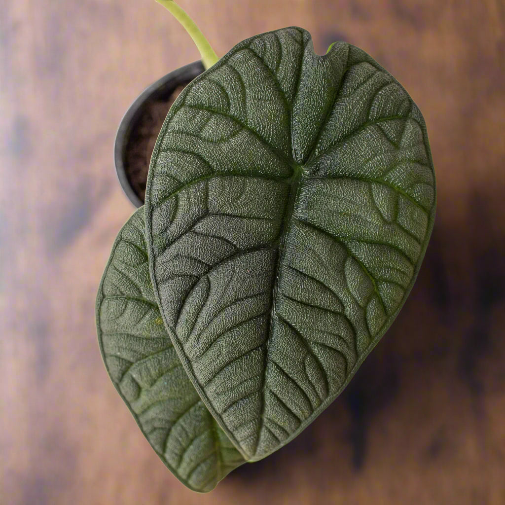 Alocasia 'Melo'