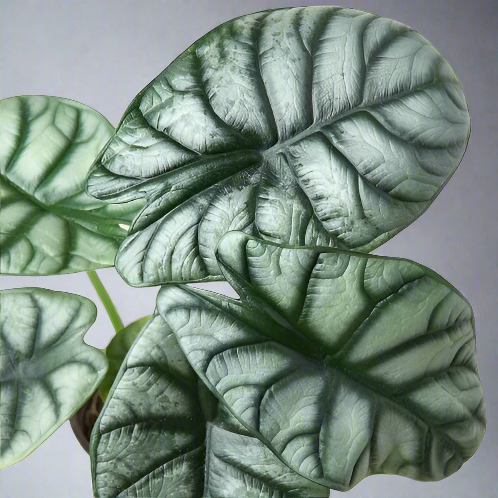 Alocasia 'Silver Dragon'