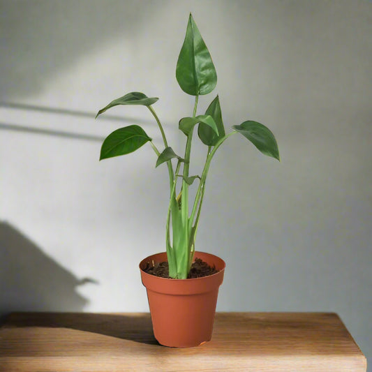 Alocasia 'Tiny Dancer'