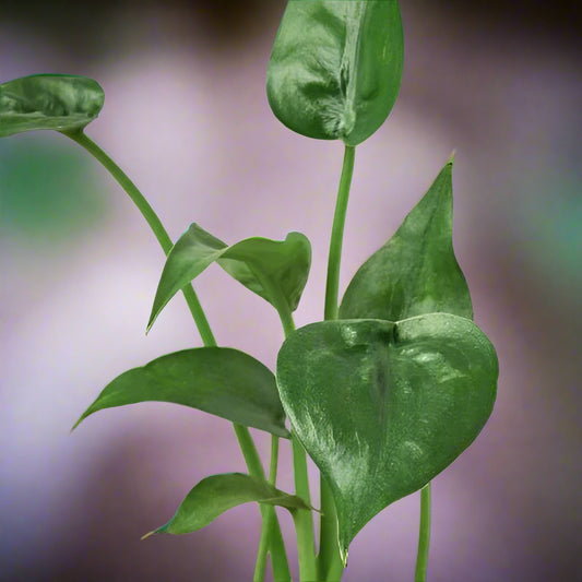 Alocasia 'Tiny Dancer'