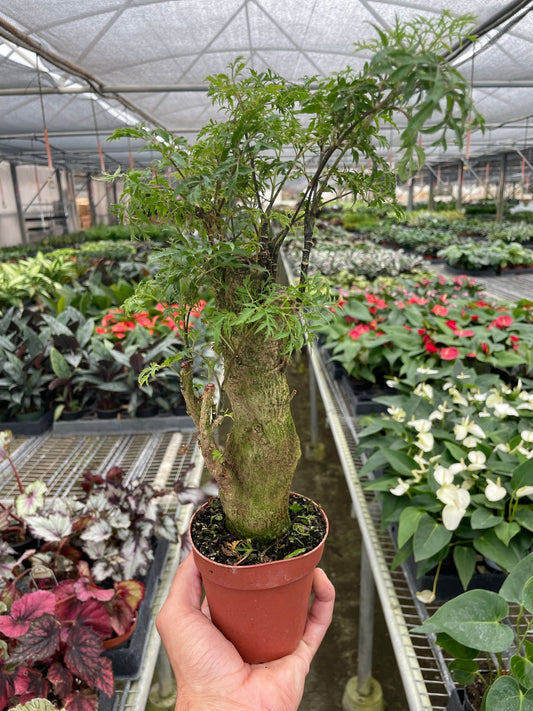 'Ming' Aralia