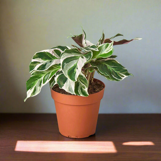 Calathea 'White Fusion'