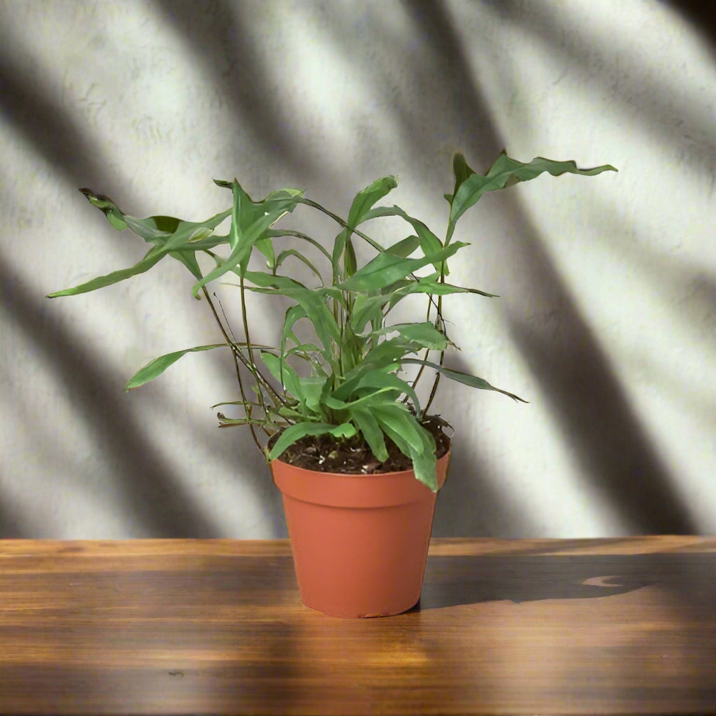 Fern 'Kangaroo Paw'