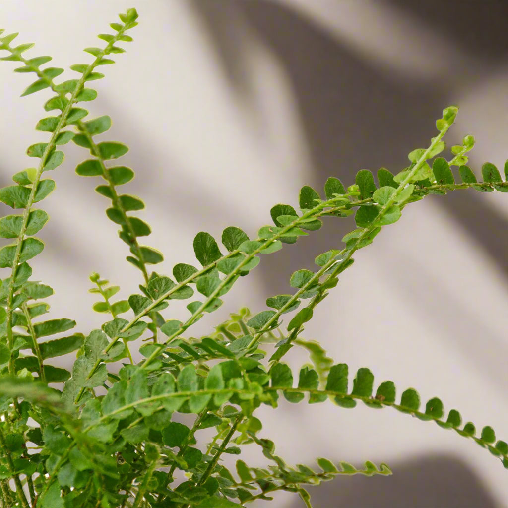 Fern 'Lemon Button'