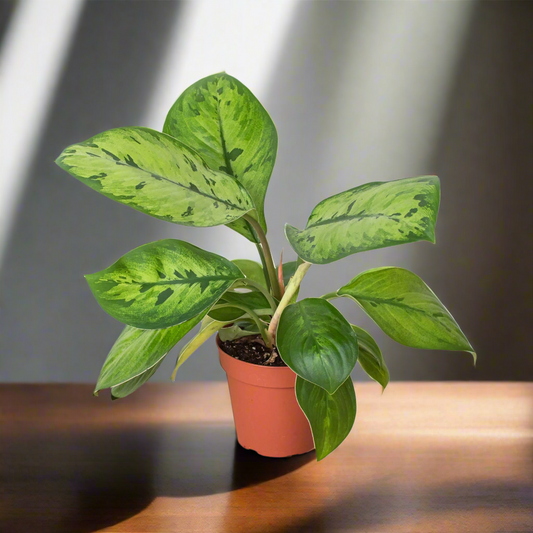 Homalomena 'Selby'