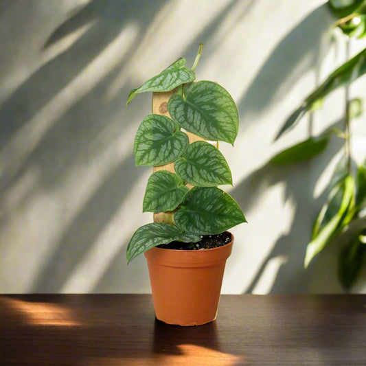 Monstera 'Dubia' (Shingle Plant)