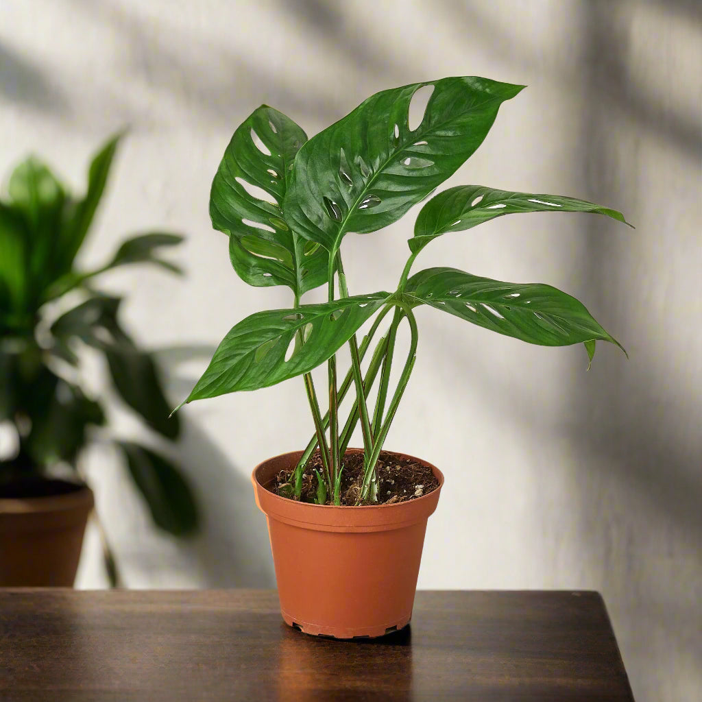 Monstera Adansonii 'Swiss Cheese'