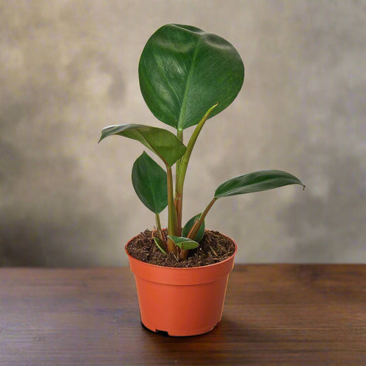Philodendron 'Congo Rojo'