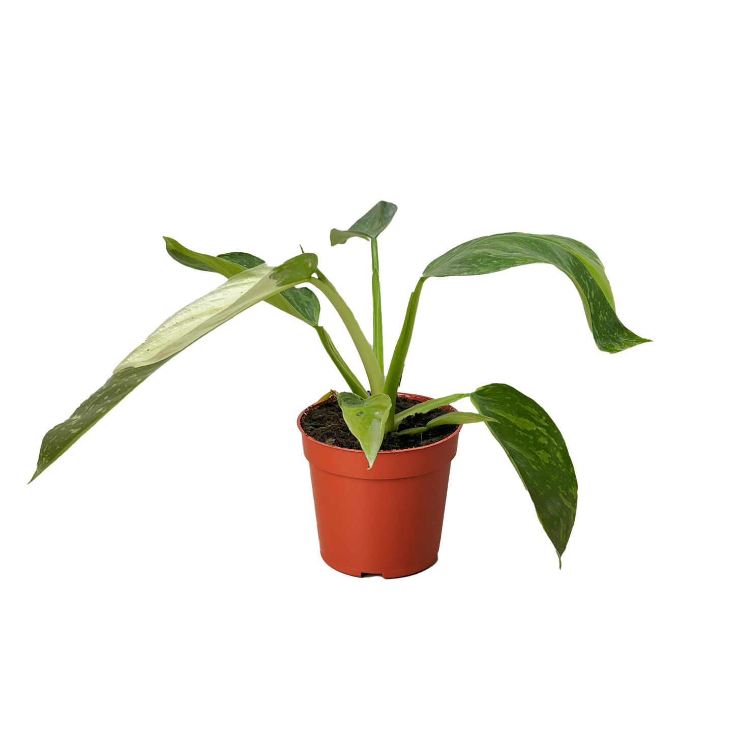 Philodendron Jose Buono