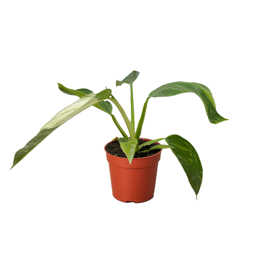 Philodendron Jose Buono