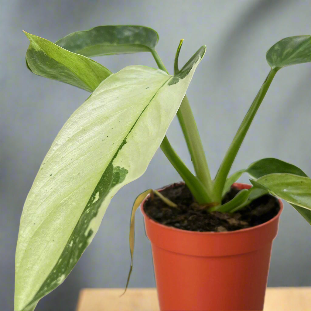 Philodendron Jose Buono