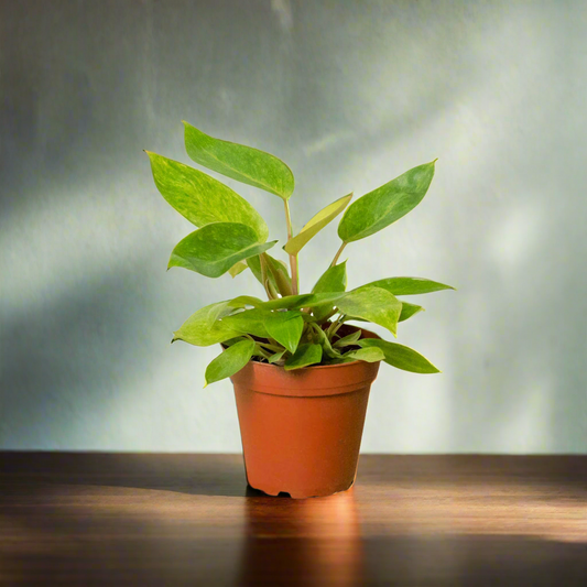 Philodendron 'Painted Lady'