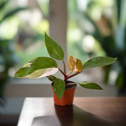 Philodendron 'Pink Princess'