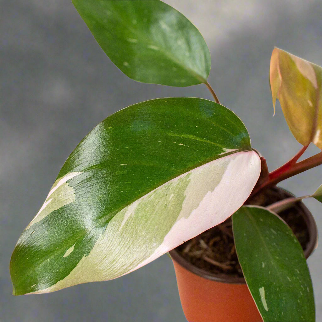 Philodendron 'Pink Princess'
