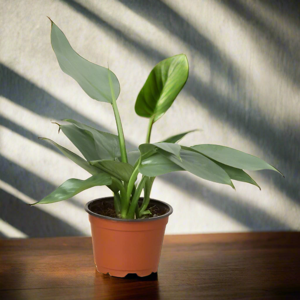 Philodendron 'Silver Sword'