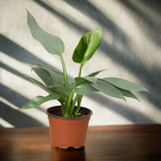 Philodendron 'Silver Sword'