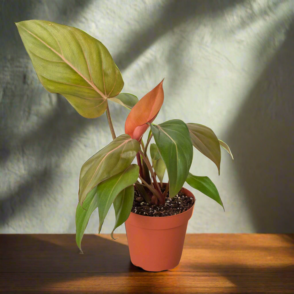 Philodendron 'Summer Glory'