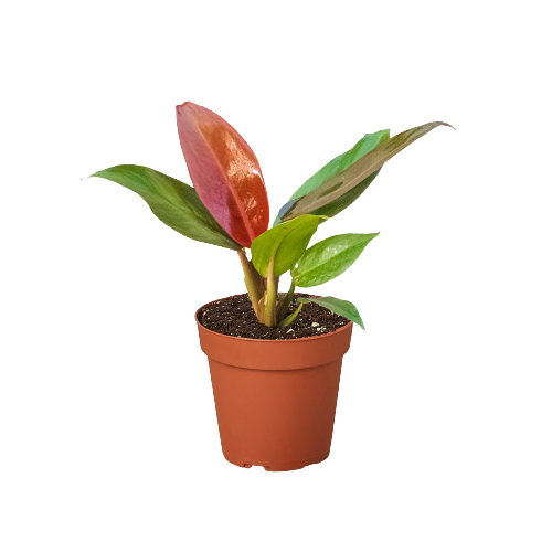 Philodendron 'Red Sun'