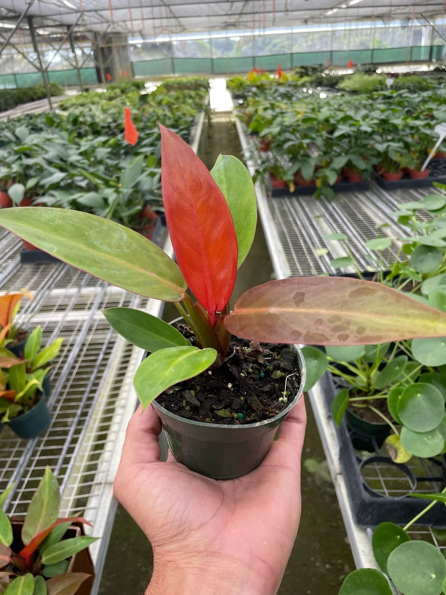 Philodendron 'Red Sun'